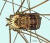 Leiobunum limbatum